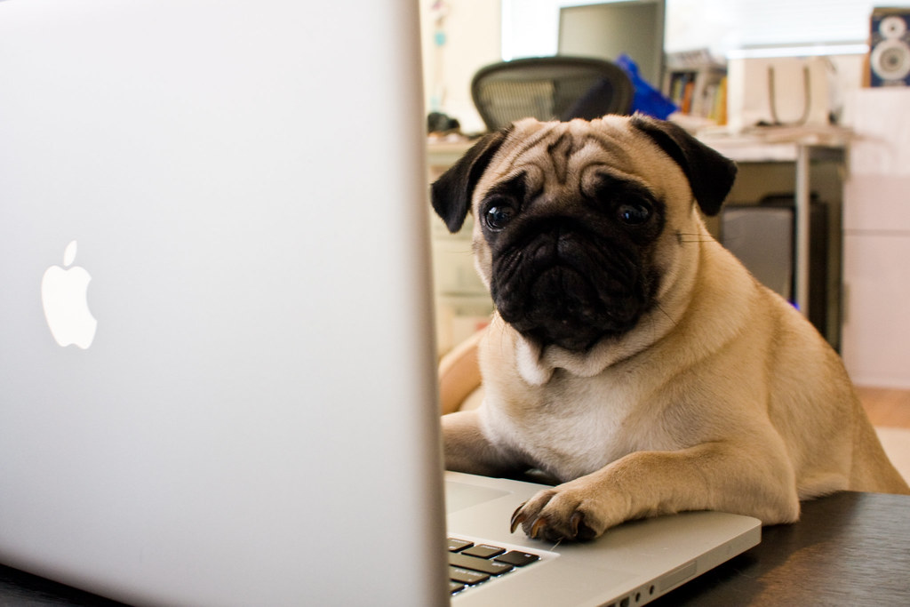 Image - By Puprin - CC BY-NC-SA 2.0 A pug looking confused and worried, on an Apple computer.