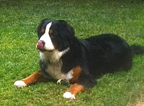 Staff Mountain Dog McKinley (aka Mackey)